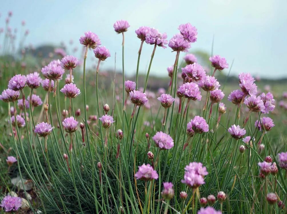 Армерия Приморская. Армерия псевдоармерия. Armeria maritima (Армерия Приморская) 'Alba'. Армерия обыкновенная (Armeria vulgaris);. Армерия фото цветов