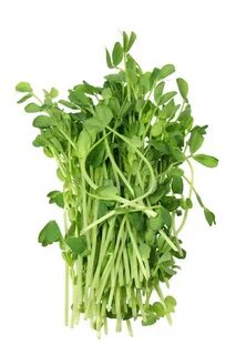 Pea shoot