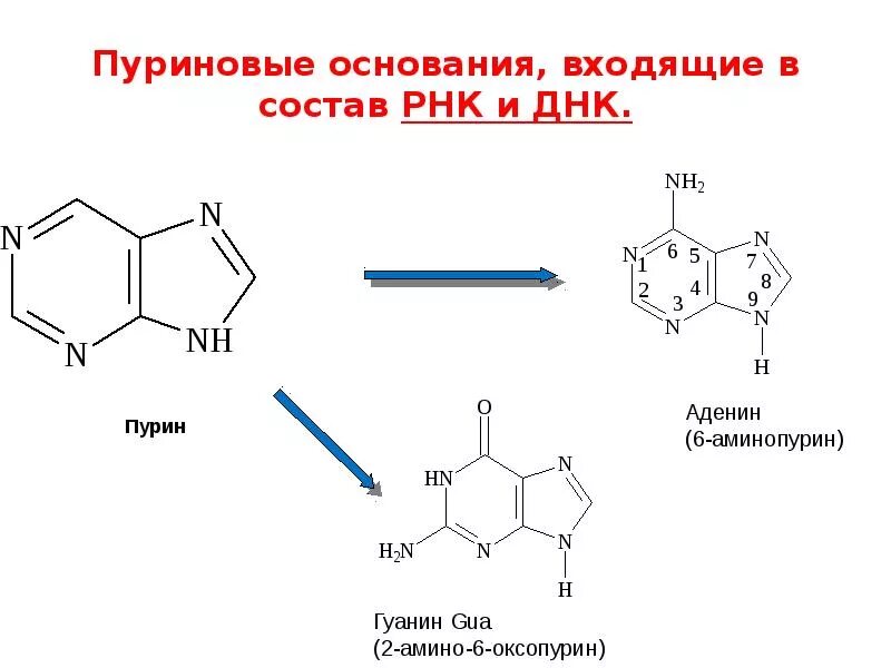 Пуриновые основания РНК. Пуриновые и пиримидиновые основания РНК. В состав РНК входит пуриновое основание. Пуриновые азотистые основания.