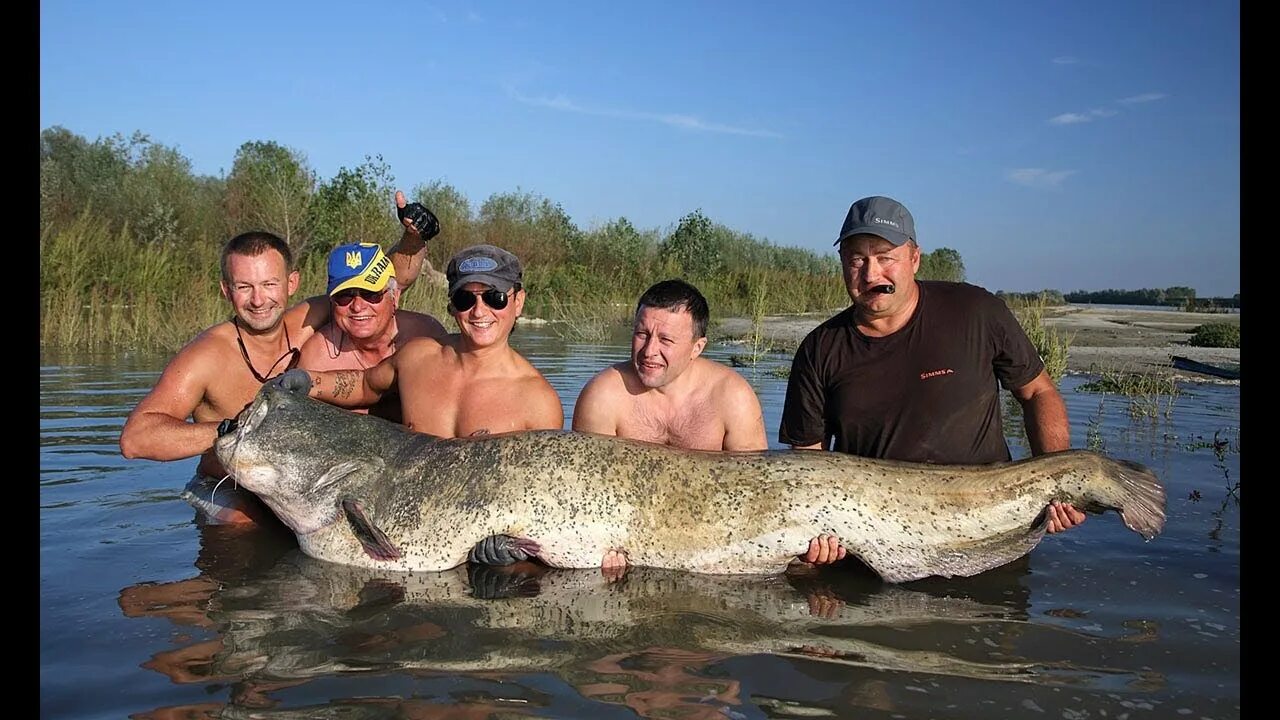 Самая большая рыба в Каме. Самый большой сом. Самый большой сом в Волге.