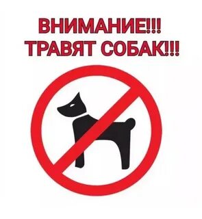 Внимание собаки на хозяина