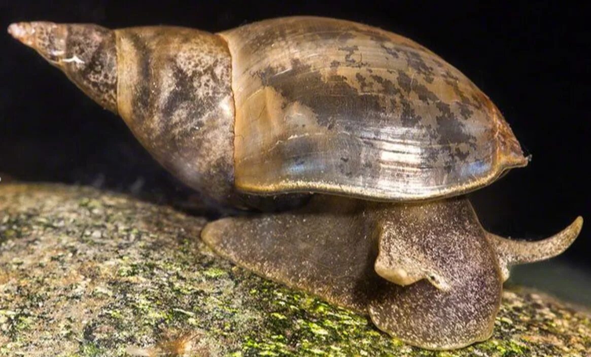 Малый прудовик обитает. Прудовик моллюск. Малый прудовик обитает. Улитка прудовик. Улитка прудовик.