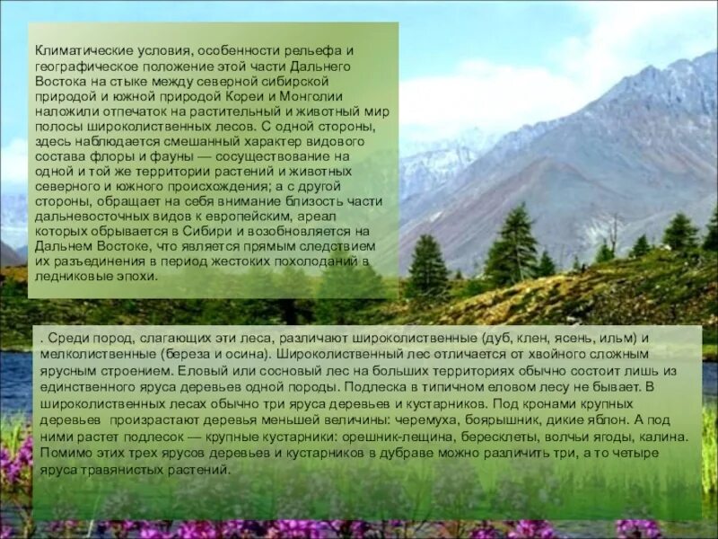 Природные особенности дальнего востока. Леса дальнего Востока географическое положение. Смешанные леса дальнего Востока климат. Широколиственные и смешанные леса дальнего Востока климат. Климат смешанных лесов дальнего Востока.