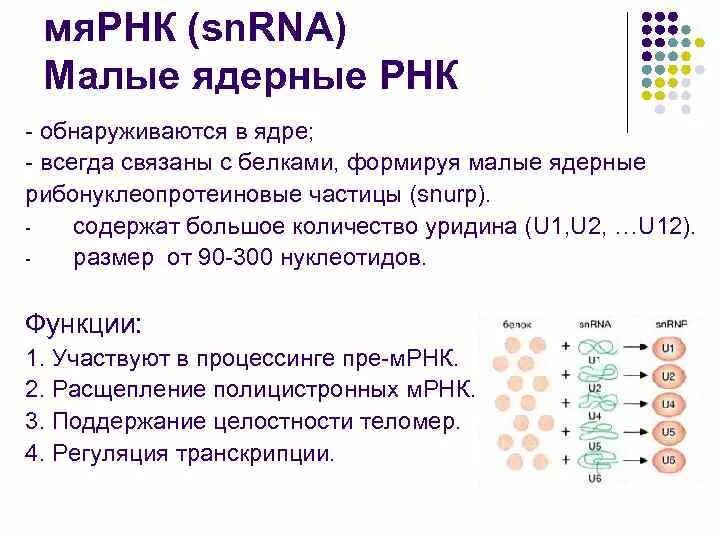 МЯРНК строение. Малые ядерные РНК. Роль МЯРНК. Малые ядерные РНК структура.