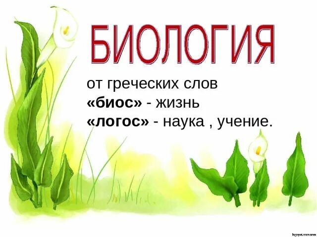 Урок биологии текст. Биология надпись. Слово биология. Биология биос жизнь Логос наука. Биология надпись картинка.