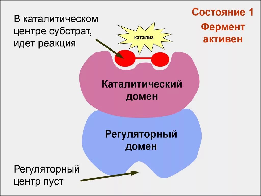 Активная группа фермента. Активный центр субстрата субстрат фермент. Каталитический и регуляторный центры ферментов. Активный и регуляторный центр ферментов. Каталитический, субстратный, активный центр ферментов..