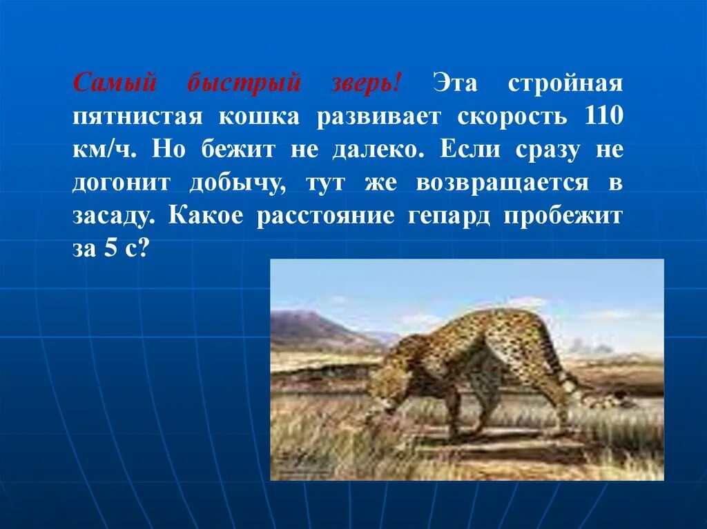 Сколько скорость гепарда. Скорость гепарда км/ч. Скорость гепарда км/ч максимальная. Гепард скорость бега км/ч. Гепард скорость бега км/ч максимальная.