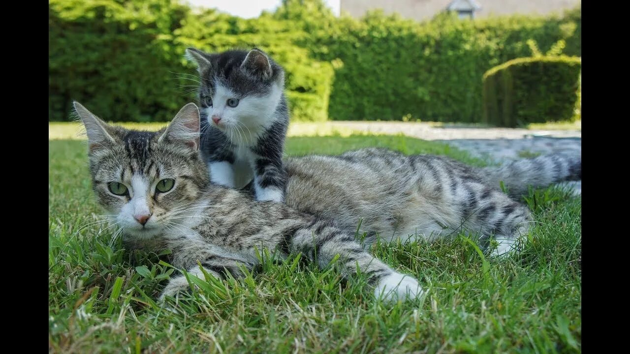 Кот со спины. Обои сиамские котята. Кошки шпалерной. Коты на улицах стамбула. Мир кошек.