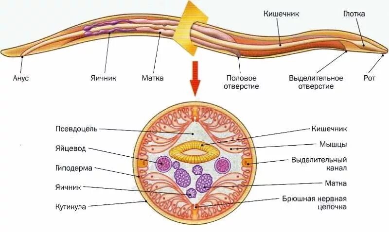 Внутреннее строение аскариды. Строение нематоды круглых червей. внутреннее строение аскариды человеческой. схема поперечного разреза аскариды. строение внутренне и внешнее человеческой аскариды.