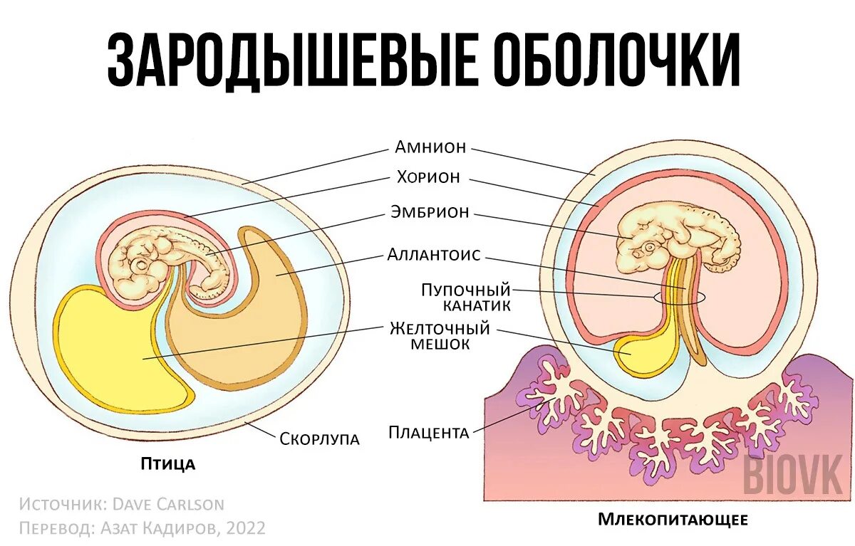 Амнион хорион аллантоис. Амнион хорион аллантоис рептилий. Строение зародыша хорион амнион. Амнион хорион аллантоис ЕГЭ биология. Появление амниона и других зародышевых оболочек