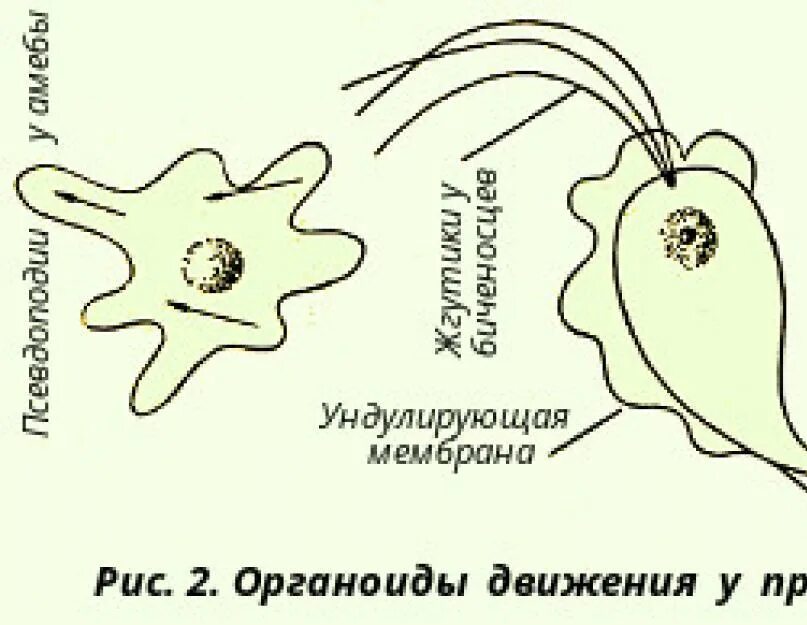 Органы движения. Органоиды движения клетки рисунок. Органоиды движения строение рисунок. Органоиды движения схема. Назовите органоиды движения простейших.