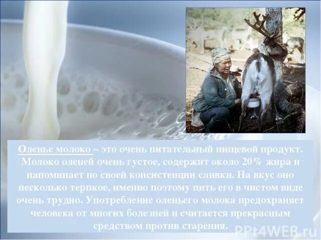 Молоко оленя. Продукты из оленьего молока. Молоко оленя как называется. Оленье молоко картинки.