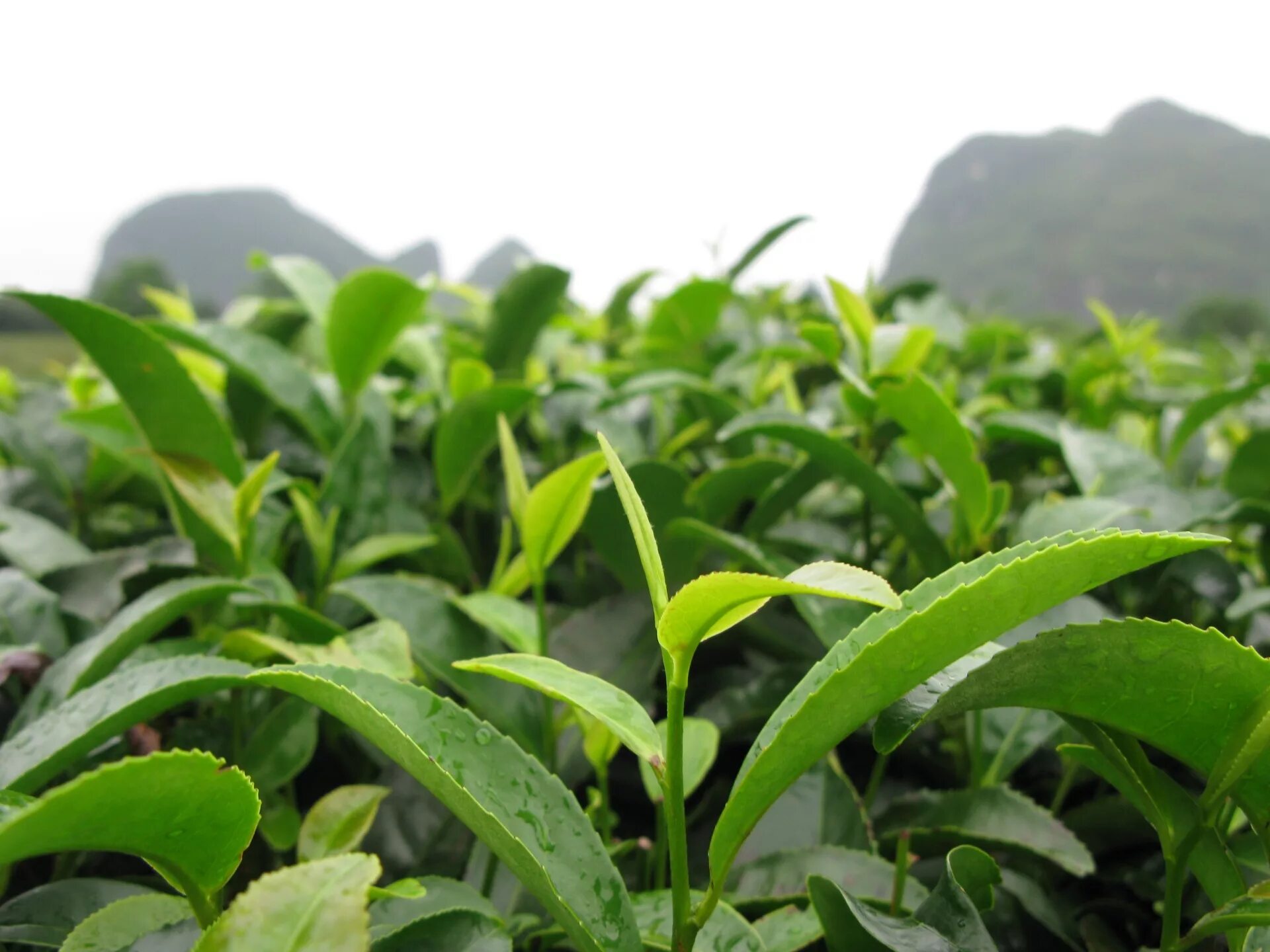 Листья чая купить. Зеленый чай. Листья чая. Листья черного чая. Чайные листочки.