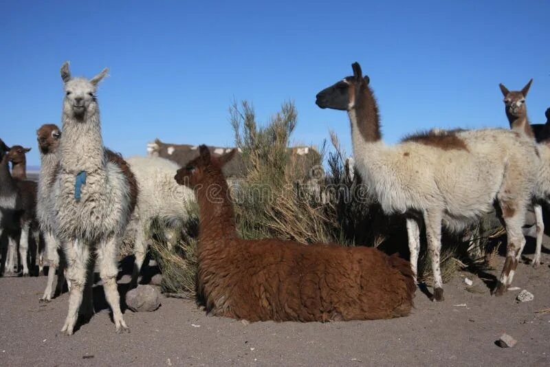 Ламы лагерь. Ламы лагерь. Животные атакамы. Животные чили фото. Lama glama.