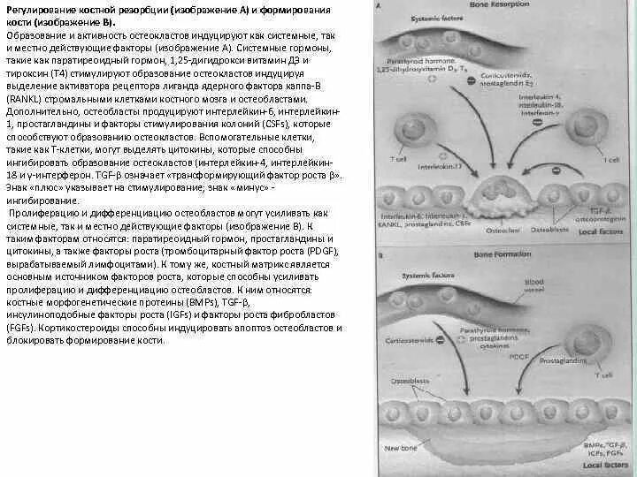 Маркер костной резорбции. Схема дифференцировки остеокластов. Лабораторные маркеры резорбции и формирования костной ткани.. Регуляция деятельности остеокластов. Морфофункциональная характеристика костной ткани.
