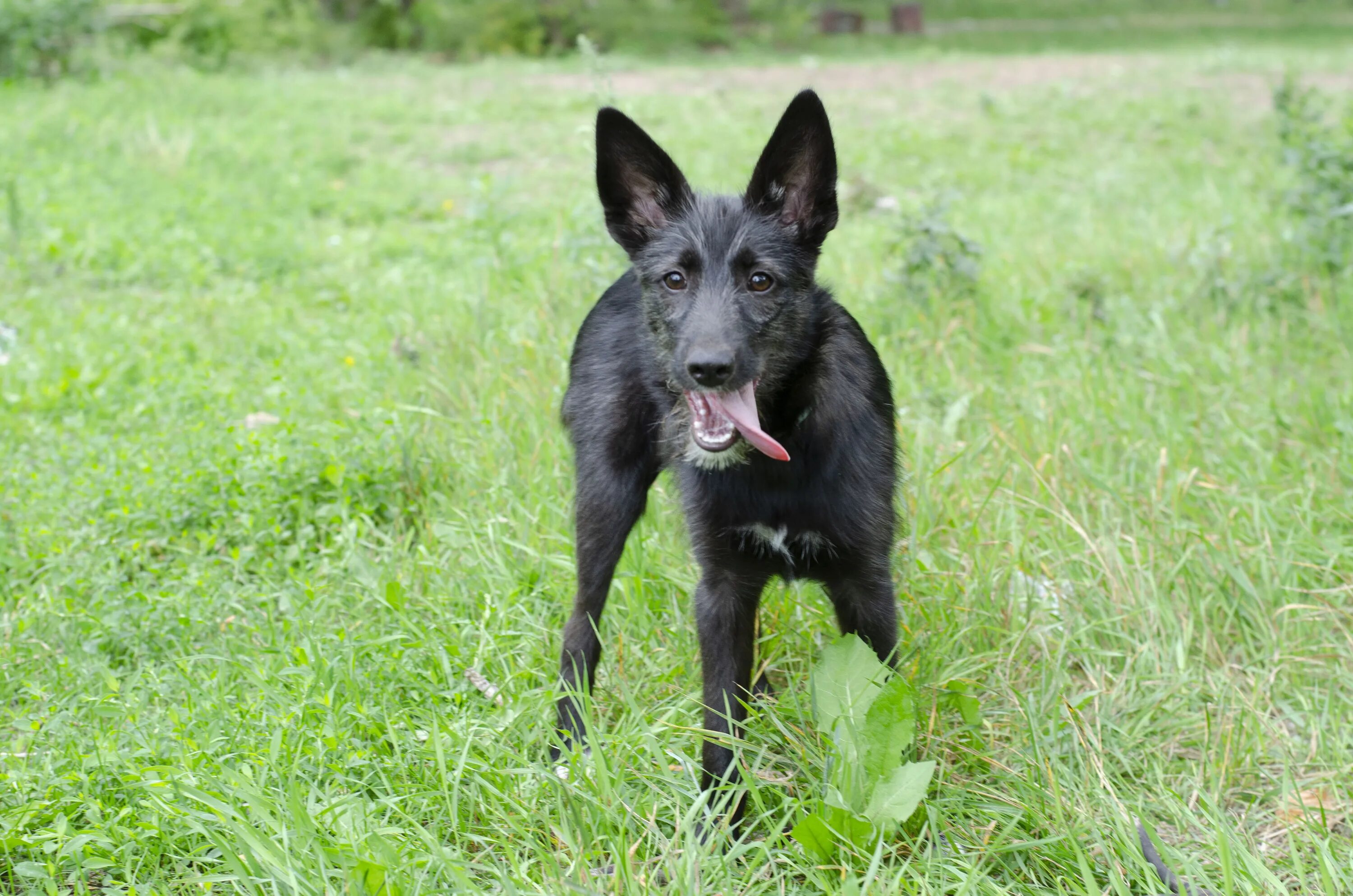 собаки в калининграде. йоркширский терьер калининград. собаки в калининграде в добрые руки. собачки в добрые руки. собака в добрые руки чебоксары.