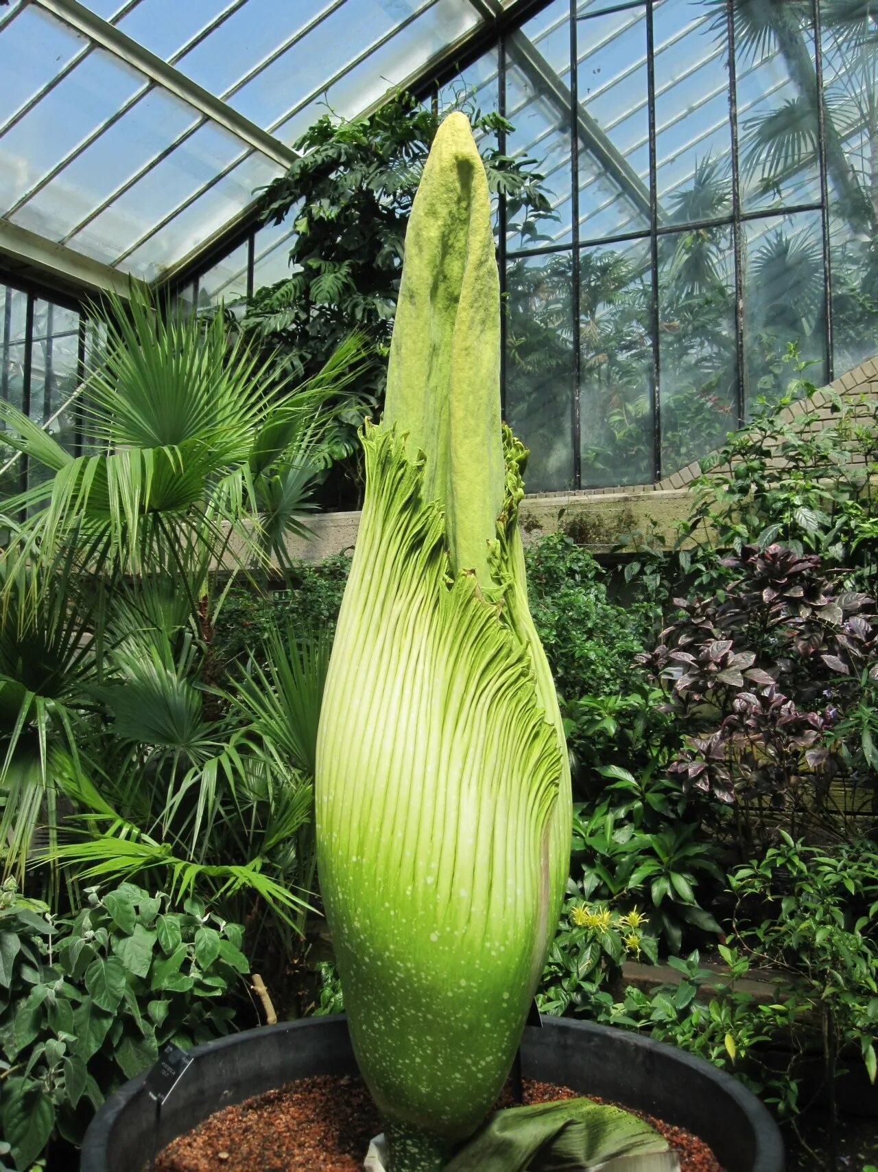 Аморфофаллус. Аморфофаллус Пальма. Amorphophallus Titanum. Amorphophallus Titanum Bud.