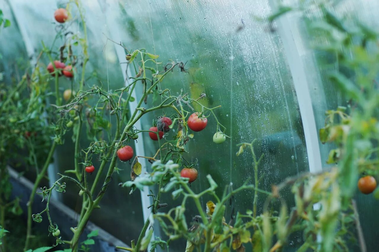 Выращивание помидоров для начинающих. Помидоры черри в теплице. Теплица с томатами. Парник для помидоров. Теплица с растениями.