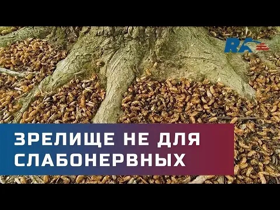 Нашествие цикад