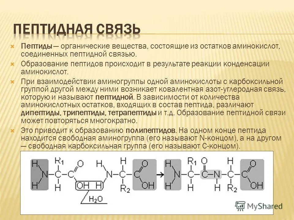 Реакция поликонденсации аминокислот. Качественные реакции на аминокислоты пептиды белки цветные реакции. Уравнение реакции образования трипептида. Химические свойства аминокислот образование пептидной связи. Уравнение реакции поликонденсации аминокислот в полипептид.