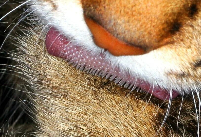 У кошки увеличены. Кошачий язык. Язык кошки под микроскопом.