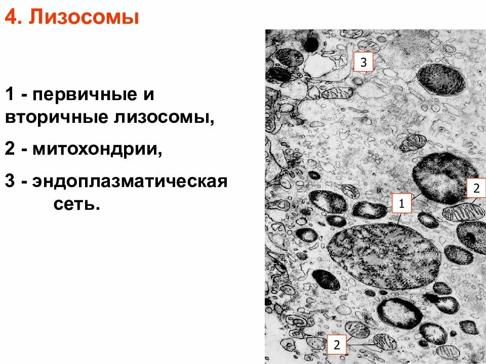 Митохондрии в клетках печени. Гранулярная ЭПС Электронограмма. Электронограмма вторичной лизосомы. Электронограмма рибосомы. Лизосома электронная микрофотография.