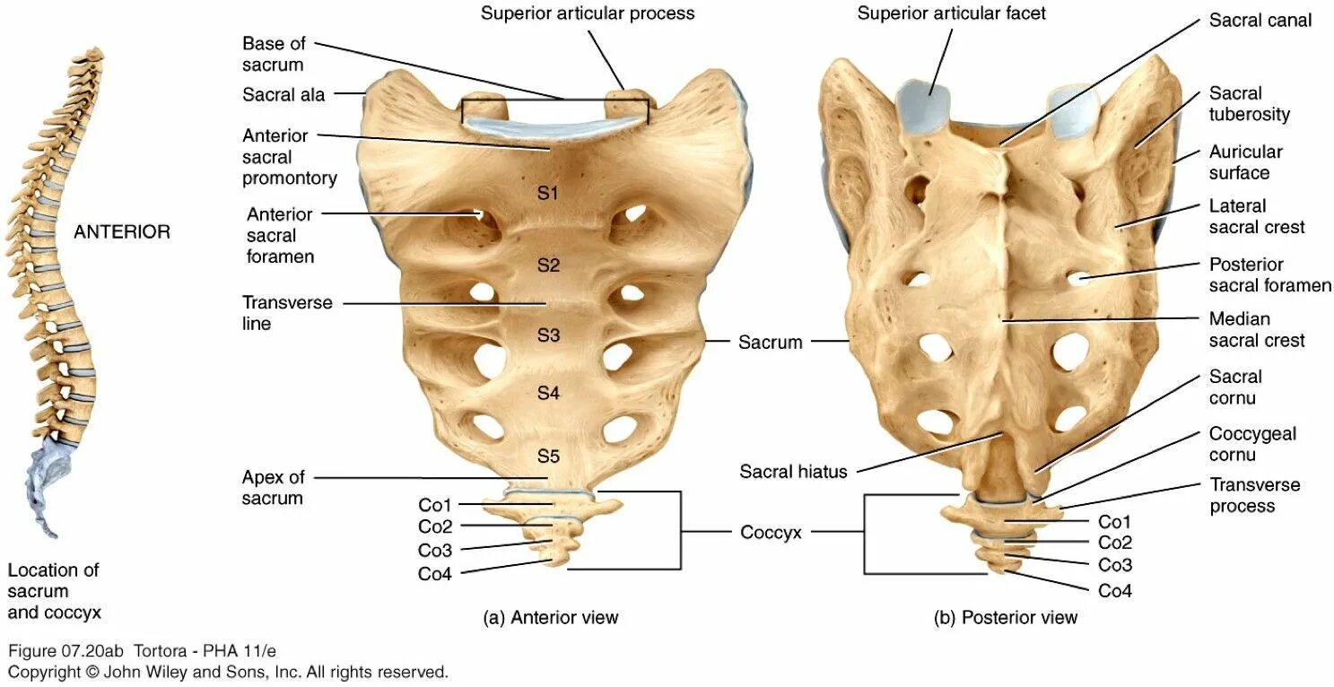 Крестцовая кость анатомия человека. Анатомия крестцово копчикового отдела. Позвоночник и крестец строение анатомия. Строение крестца и копчика.