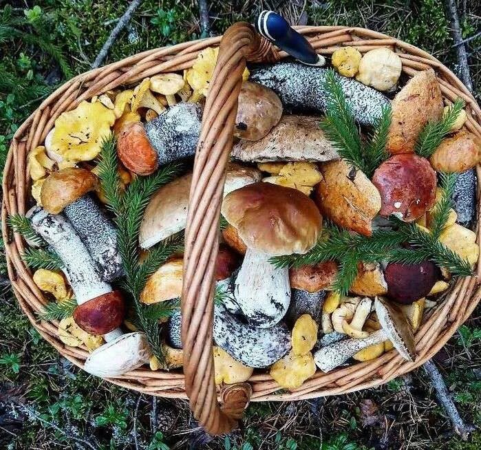 Запрещенные грибы. Маринованные грибы. Кормить грибами. Кормить грибами. Шампиньоны детям до года.