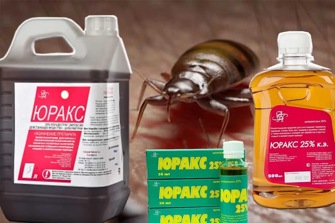 народные средсваот клопов. народный способ от клопов. народные средства от клопов в квартире. клоп постельный средство против клопов. средство от тараканов и клопов.