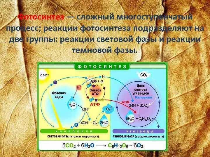 Схемы фотосинтеза 11 класс биология. Световая фаза фотосинтеза 10 класс. Световая фаза фотосинтеза схема. Схема фотосинтеза ЕГЭ.