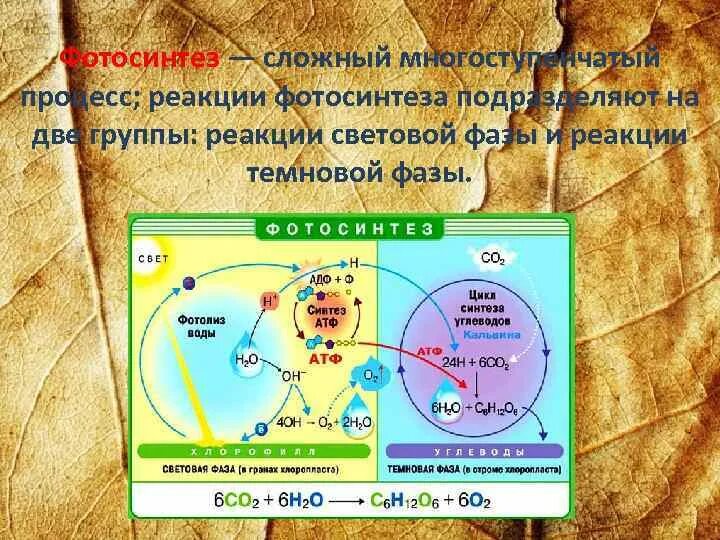 Кислород образовавшийся в световой фазе. Схемы фотосинтеза 11 класс биология. Световая фаза фотосинтеза 10 класс. Световая фаза фотосинтеза схема. Схема фотосинтеза ЕГЭ.