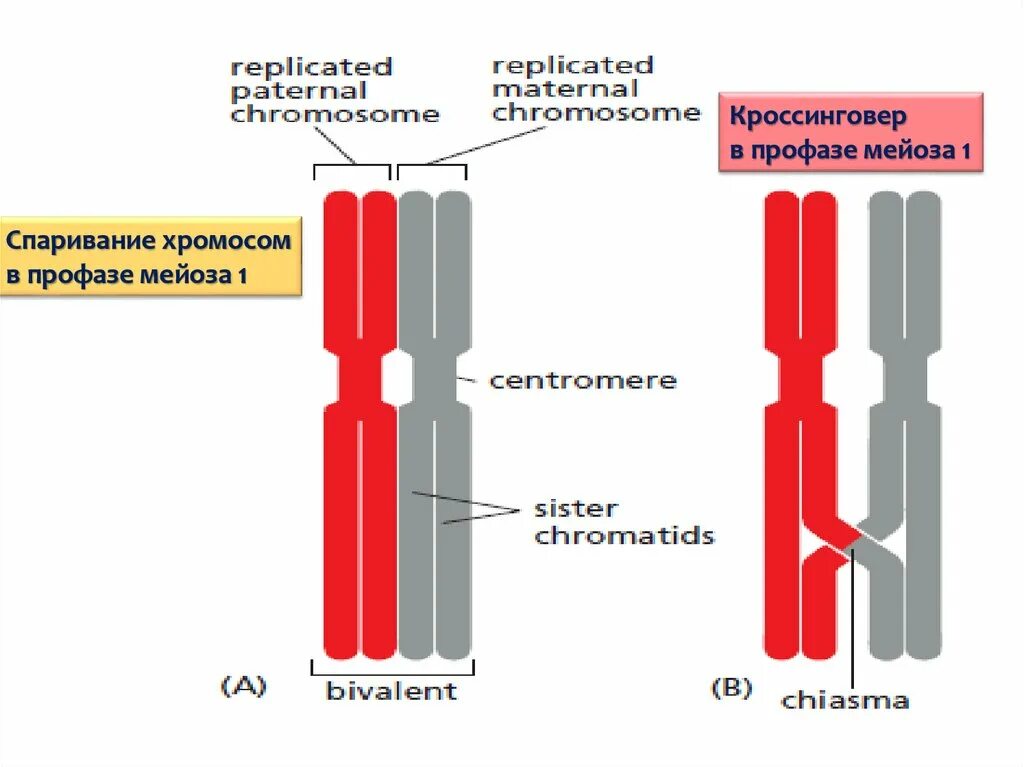 Случайное расхождение гомологичных хромосом при мейозе. Кроссинговер. Кроссинговер в мейозе. Кроссинговер хромосом. Кроссинговер осуществляется в мейозе на стадии.