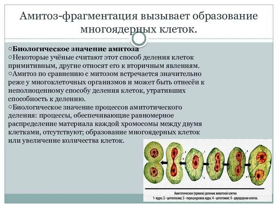 Какого биологическое значение деления клеток. Амитоз и эндомитоз. митотический аппарат амитоз. амитоз схема деления. деление клетки митоз амитоз кратко.
