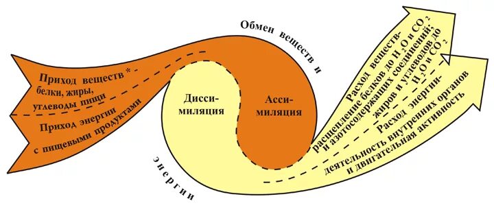 Обмен веществ собаки. Обмен веществ и превращение энергии схема. Возрастные особенности обмена веществ и энергии. Обмен веществ собаки. Нарушение обмена веществ у коров.