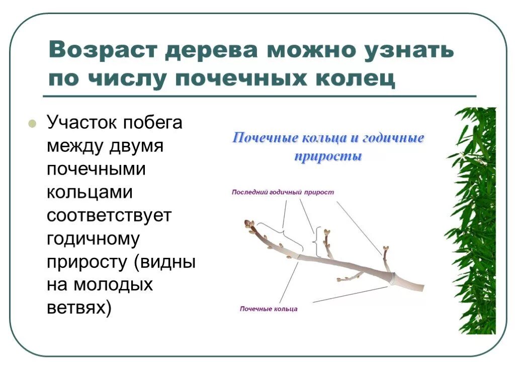 Как можно узнать возраст. Как определить возраст побега. возраст дерева по веткам. подченые кольца и годичные приростки. годичный прирост побега.