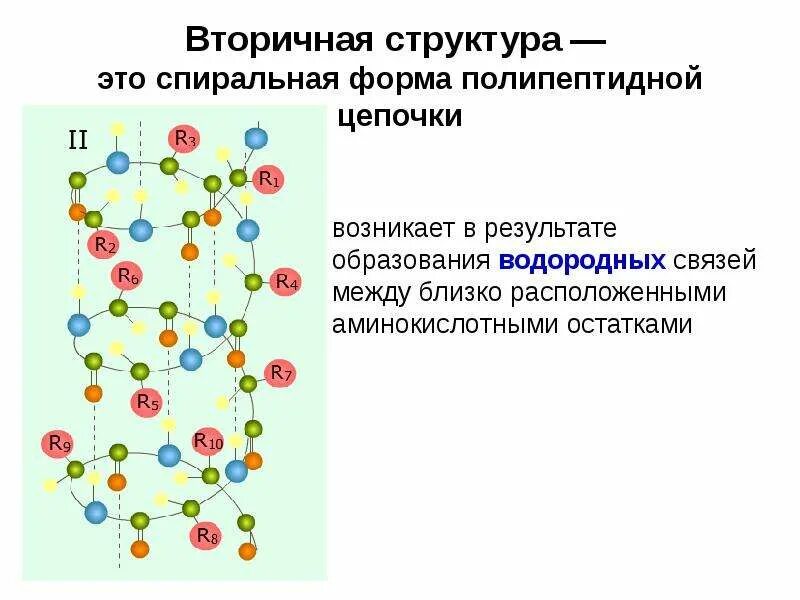 Водородные связи поддерживают вторичную структуру. Водородные связи во вторичной структуре белка. образование вторичной структуры белка. вторичная структура белка эта структура. форма вторичной структуры белка.