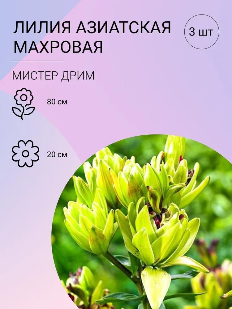 Free Images : flower, purple, botany, flora, wildflower, flowers, shrub, blossom