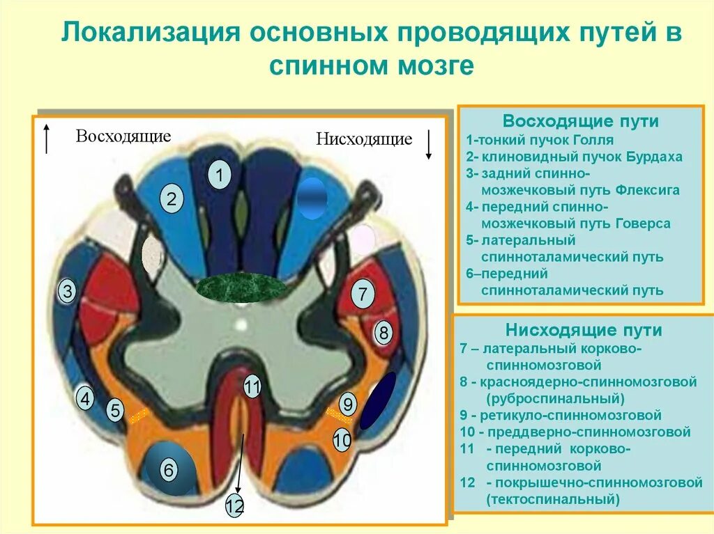 Локализация основных восходящих и нисходящих путей спинного мозга. Схема проводящих путей спинного. Строение спинного мозга проводящие пути. Эфферентные проводящие пути спинного мозга.