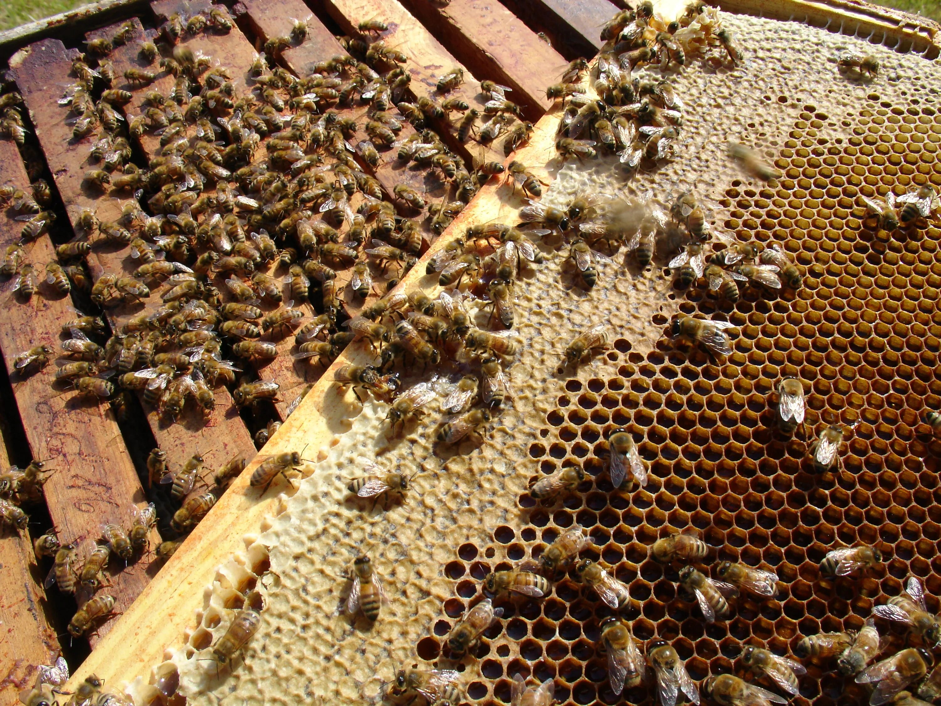 Купить семью пчел. Рой трутней. Пчелиная семья. Пчелы убийцы. Пчелиная семья улей.