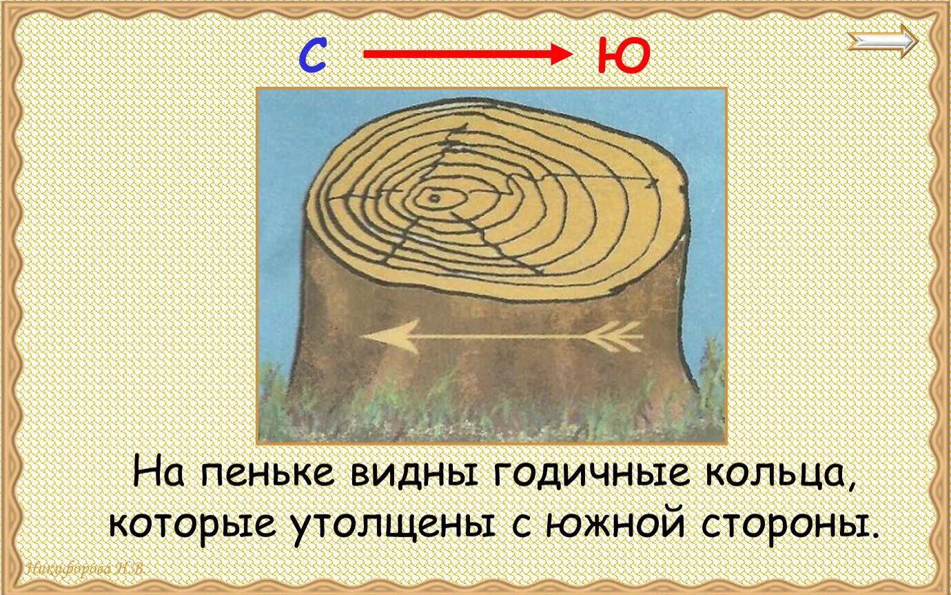 На пеньке видны годичные кольца, которые утолщены с Южной стороны.. Годичные кольца древесины. Задания годичные кольца древесины. Годовые кольца. Рассмотрите дерево поближе и вы заметите