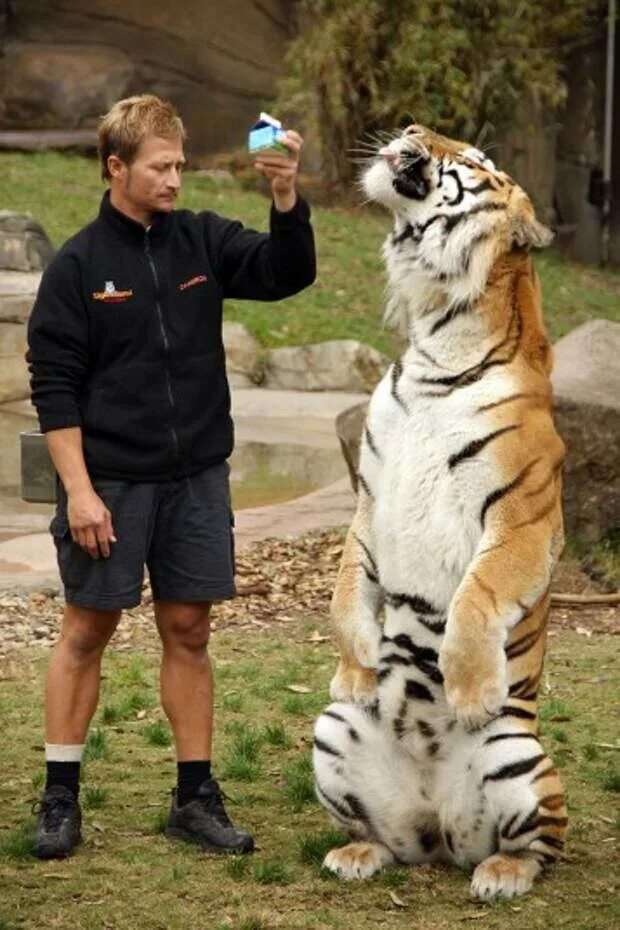 Tiger performance