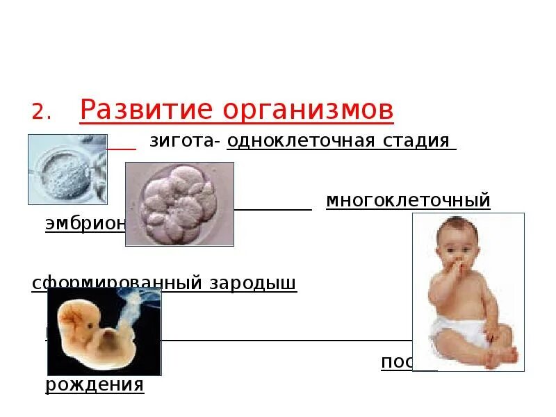 Индивидуальное развитие организма. Этапы развития организма. Формы развития организмов. Стадии развития организма.