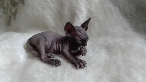 Котятам сфинкса месяц чем кормить