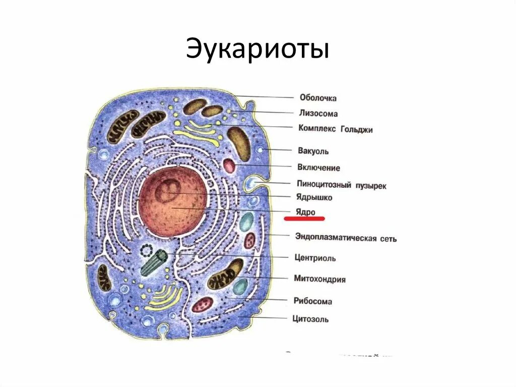 Выберите эукариотических организмов