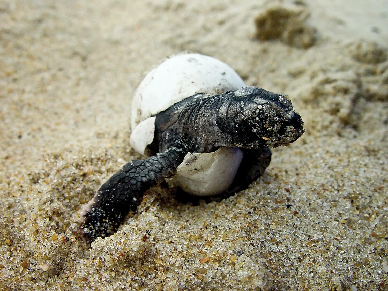 Морская черепаха откладывает яйца. Головастая черепаха. Черепашата вылупляются. Среднеазиатская черепаха вылупление. Вылупление черепах.