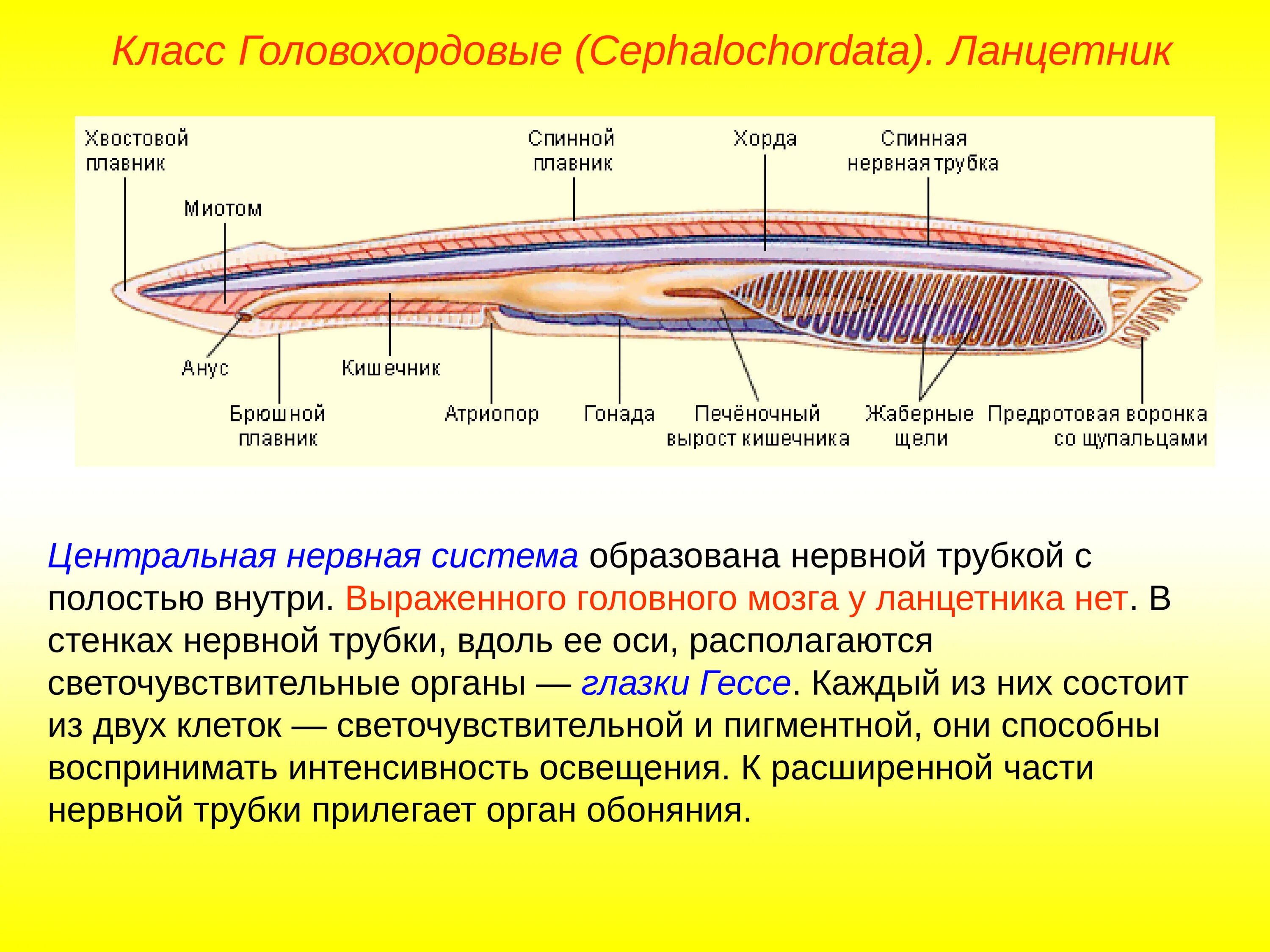 Трубчатая нервная система ланцетника. Головохордовые пищеварительная система. Нервная система ланцетника. Нервная трубка бесчерепных. Класс рыбы ланцетники