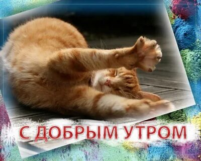 Доброе утро смешные картинки ватсап