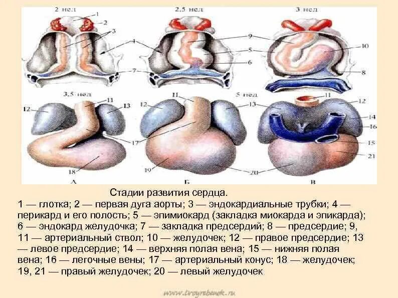 Развитие сердечно сосудистой системы. Формирование сердца в эмбриогенезе. развитие сердца в эмбриогенезе. этапы эмбриогенеза сердца человека. стадии развития сердца анатомия таблица.