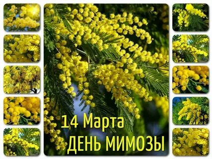 Мимоза афоризмы