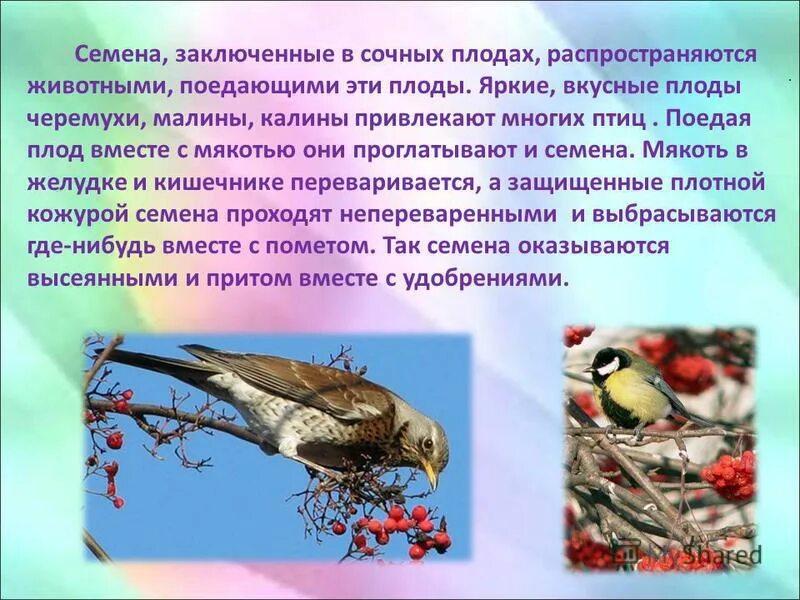 ккживотныепомоаютрастениямразмножаться. как животные помогают растениям размножаться. сообщение о животном помощнике человека. ккживотныепомоаютрастениямразмножаться. как помогают животные в размножении растений.